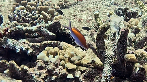 Pseudanthias bicolor observed 2026-08-20
