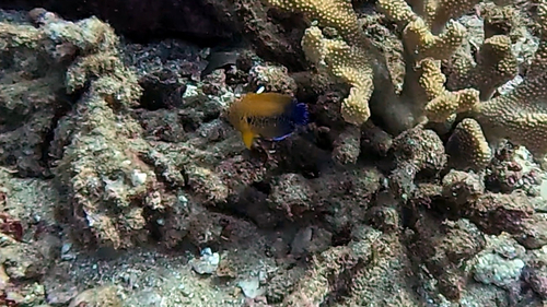Centropyge potteri observed 2026-08-20