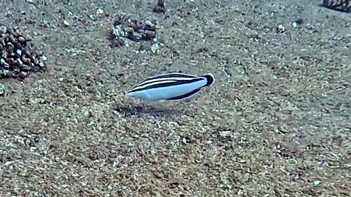 Coris flavovittata observed 2026-08-20