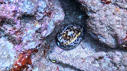 Cypraea tigris observed 2026-08-20
