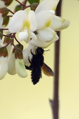 Megachile parietina