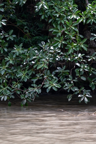 Ficus obtusifolia