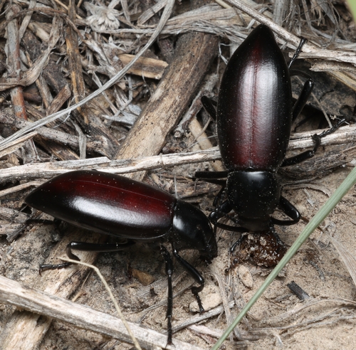 Eleodes longicollis
