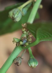 Baliospermum solanifolium