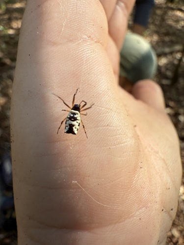 White Micrathena