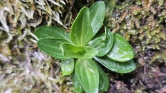 author not stated, no rights reserved Centaurium erythraea, photograph author not stated, no rights reserved