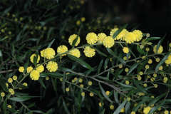 Acacia paradoxa × stictophylla