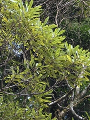 Elaeocarpus dentatus, photograph author not stated, no rights reserved