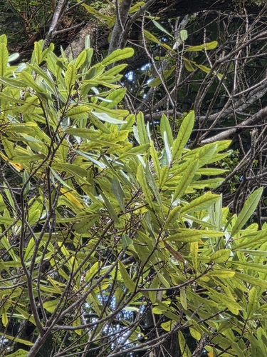 Elaeocarpus dentatus, photograph 2