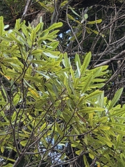 Elaeocarpus dentatus, photograph author not stated, no rights reserved