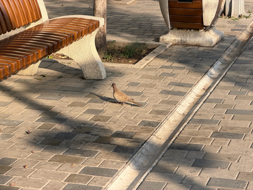 Laughing Dove