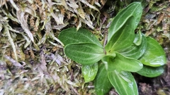author not stated, no rights reserved Centaurium erythraea, photograph author not stated, no rights reserved
