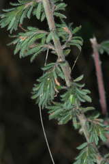 Pultenaea hispidula