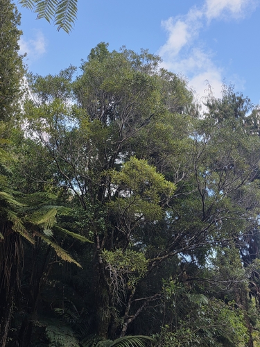 Elaeocarpus dentatus, photograph 3