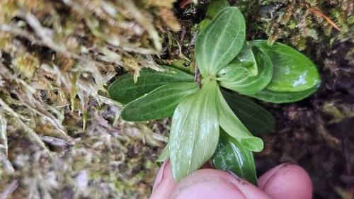 Centaurium erythraea, photograph 6