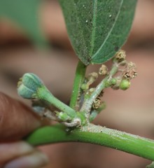 Baliospermum solanifolium