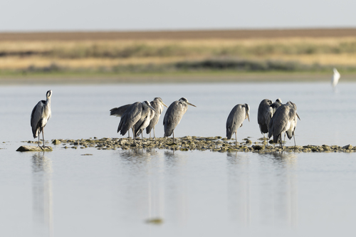 Grey Heron