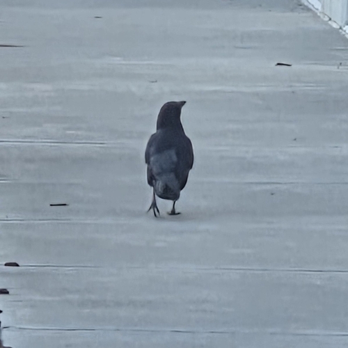American Crow