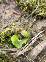 Corybas vitreus, photograph author not stated, no rights reserved