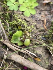 Corybas vitreus, photograph author not stated, no rights reserved