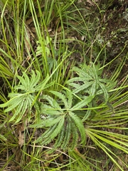 Sticherus cunninghamii
