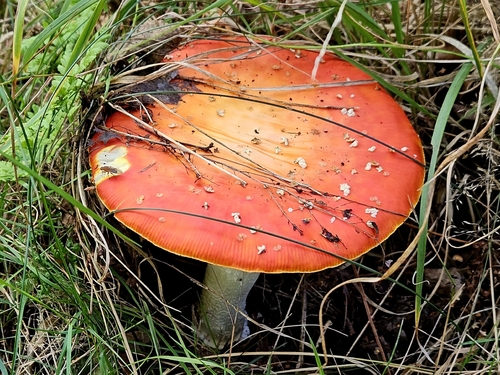 Fly Agaric