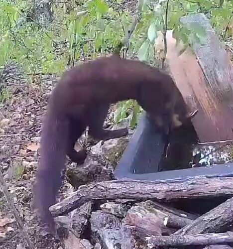 Eurasian Pine Marten