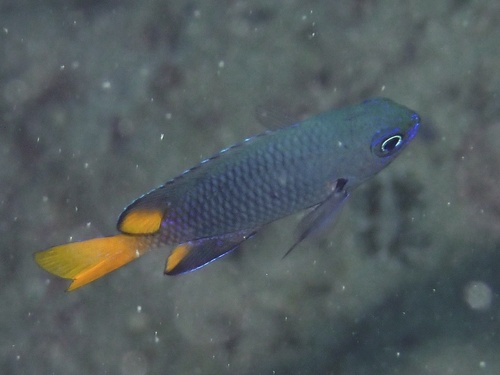 Pomacentrus philippinus observed 2026-09-18