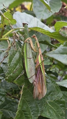 Chinese Mantis