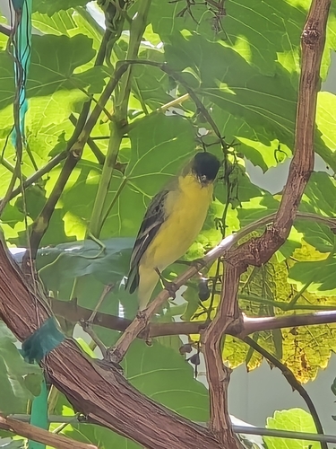 Lesser Goldfinch