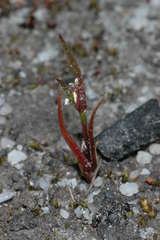 Centrolepis aristata