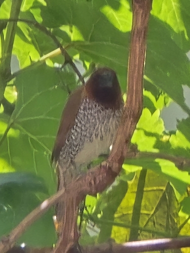 Scaly-breasted Munia