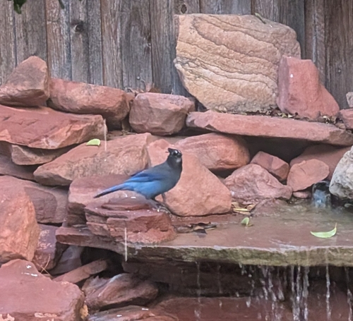Steller's Jay