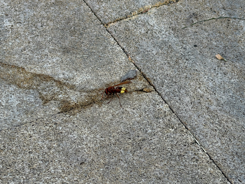 Oriental Hornet