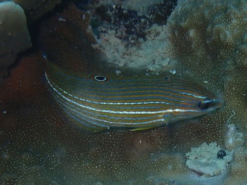 Halichoeres leucurus observed 2026-09-18