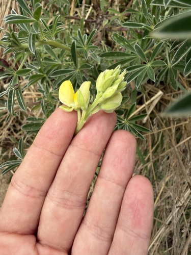 Lupinus arboreus, photograph 2