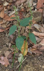 Baliospermum solanifolium