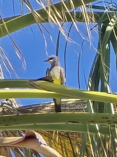Cassin's Kingbird