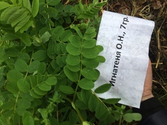 Astragalus glycyphyllos