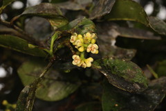 Garcinia warrenii
