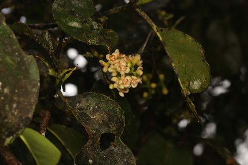 Garcinia warrenii, photograph 1