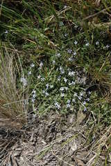 Lobelia irrigua