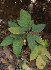 Baliospermum solanifolium