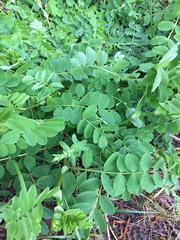 Astragalus glycyphyllos