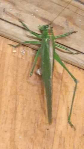 Great Green Bush-cricket
