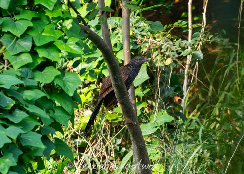 Greater Coucal