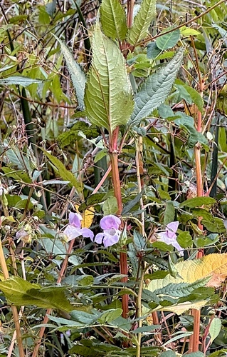 Himalayan balsam
