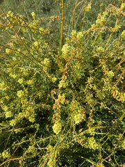 author not stated, no rights reserved Reseda lutea, photograph author not stated, no rights reserved