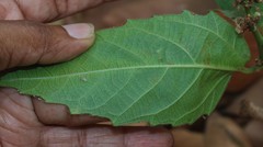 Baliospermum solanifolium
