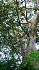 Acrocomia aculeata, photograph (c) nasua, some rights reserved (CC BY)